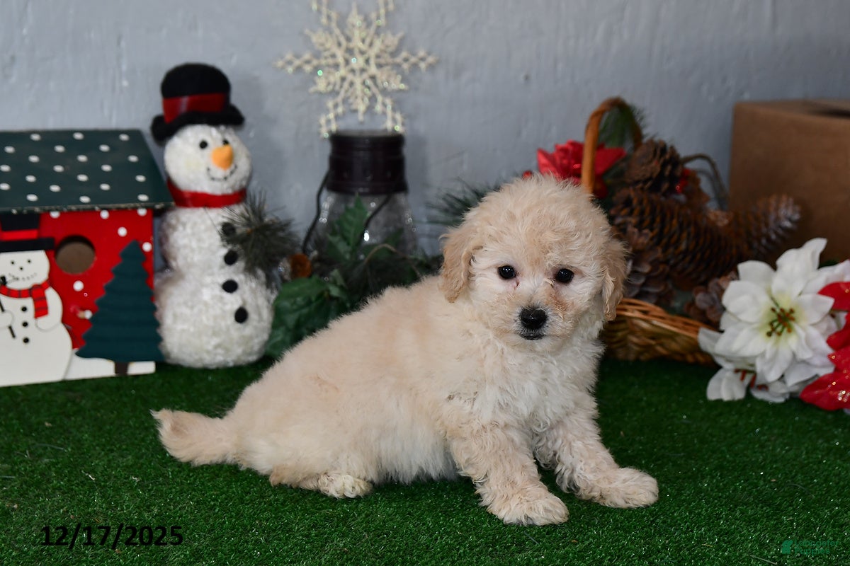 Bichpoo dogs Benji - Ad 39