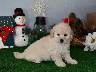 Bichpoo dogs Benji - Ad 41