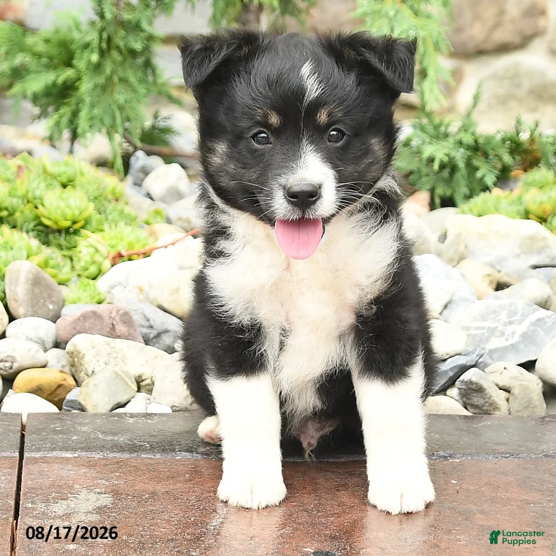 Mini Aussiedoodle dogs for sale: Jett - Ad 3