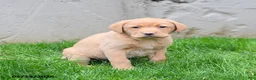 Labrador Retriever dogs for sale: Elton - Ad 4