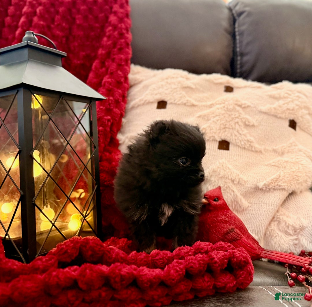 Pomeranian dogs for sale: Winterberry - Ad 2