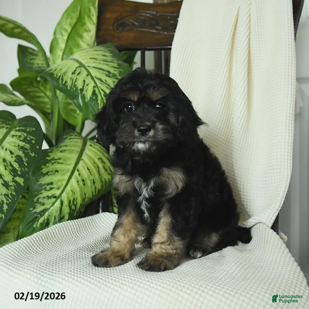 Cavapoo dogs for sale: Remy - Ad 2