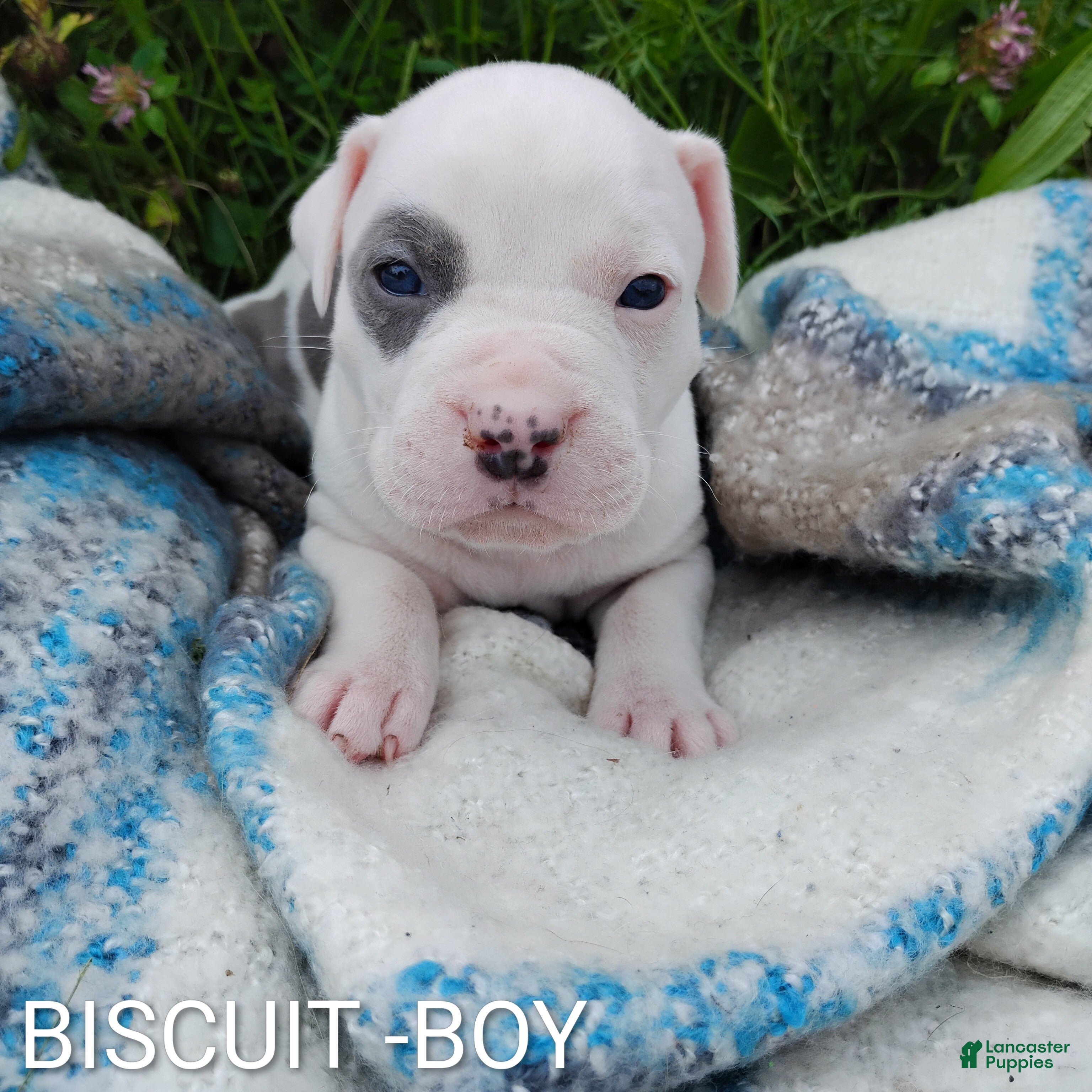 American Pit Bull Terrier dogs BISCUIT  - Ad 1