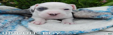 BISCUIT 