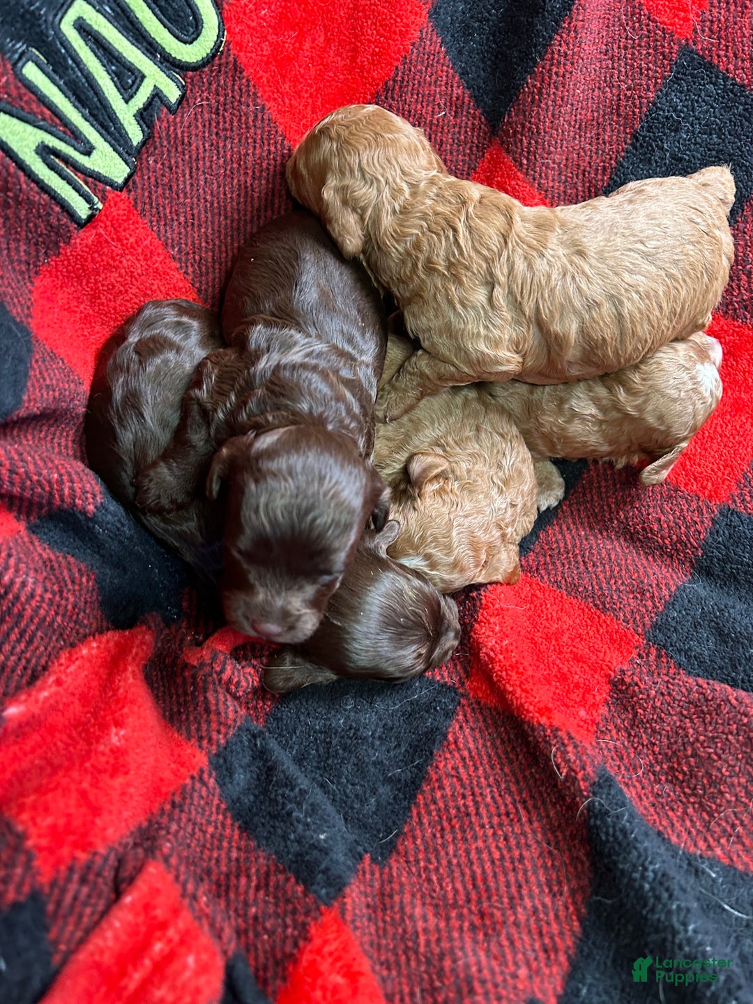 Cavapoo dogs for sale: Atlas - Ad 1