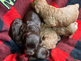 Cavapoo dogs Atlas - Ad 24