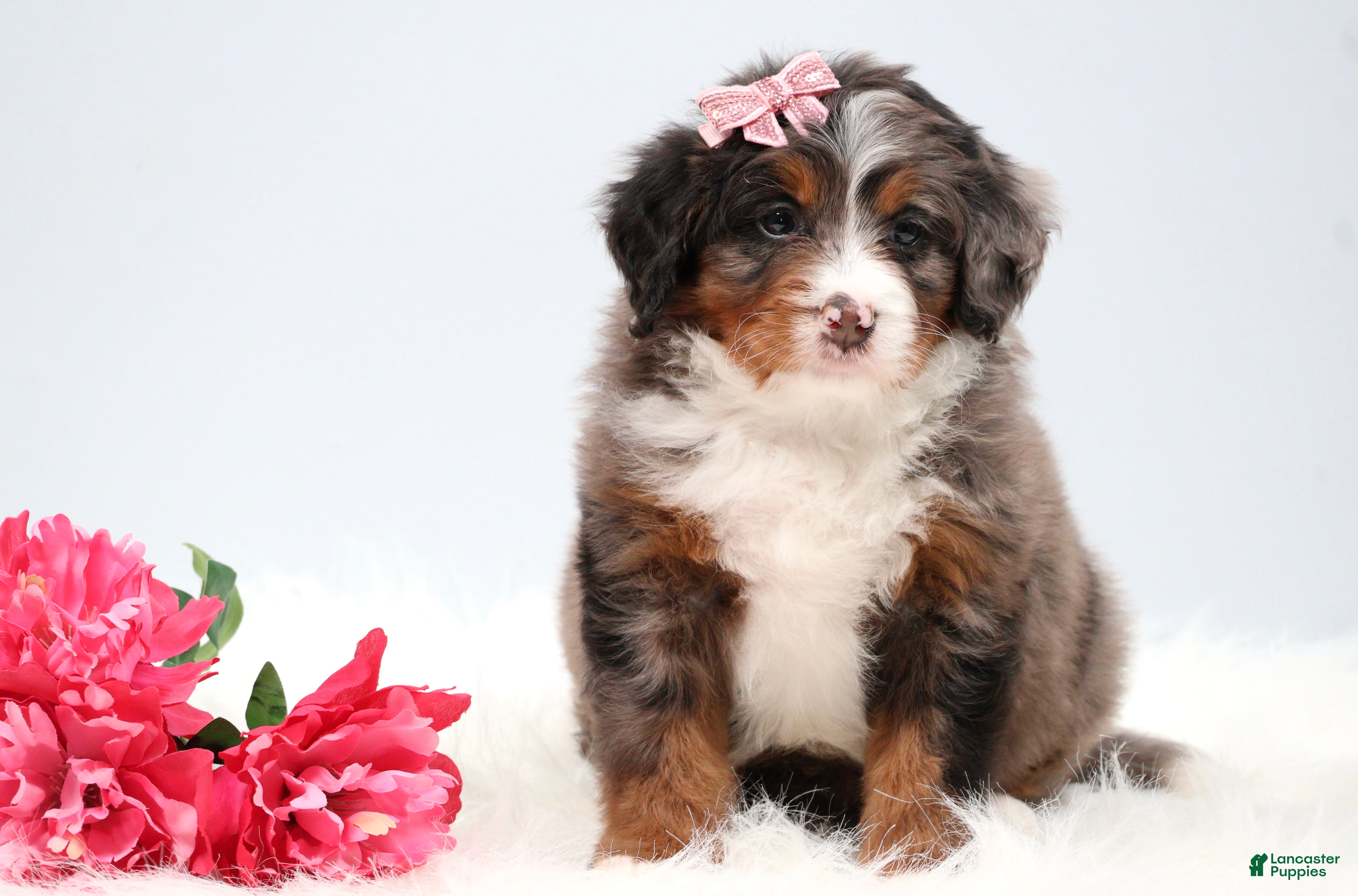 Mini Bernedoodle dogs Cherish  - Ad 2