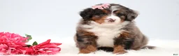 Mini Bernedoodle dogs for sale: Cherish  - Ad 2