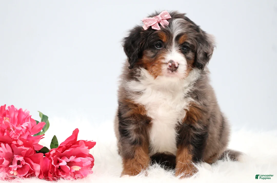 Mini Bernedoodle dogs for sale: Cherish  - Ad 2