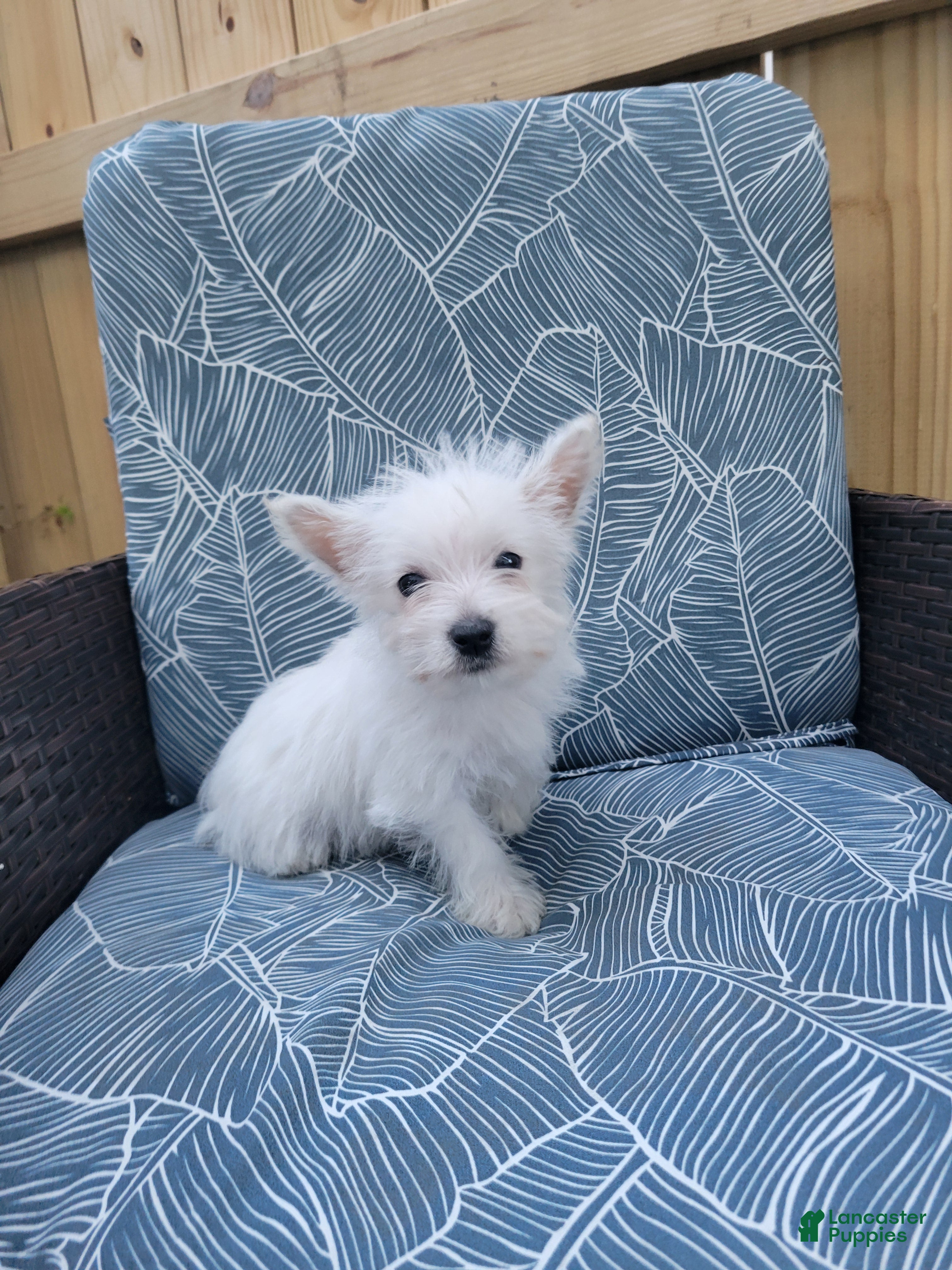 West Highland Terrier dogs for sale: Theo - Ad 2