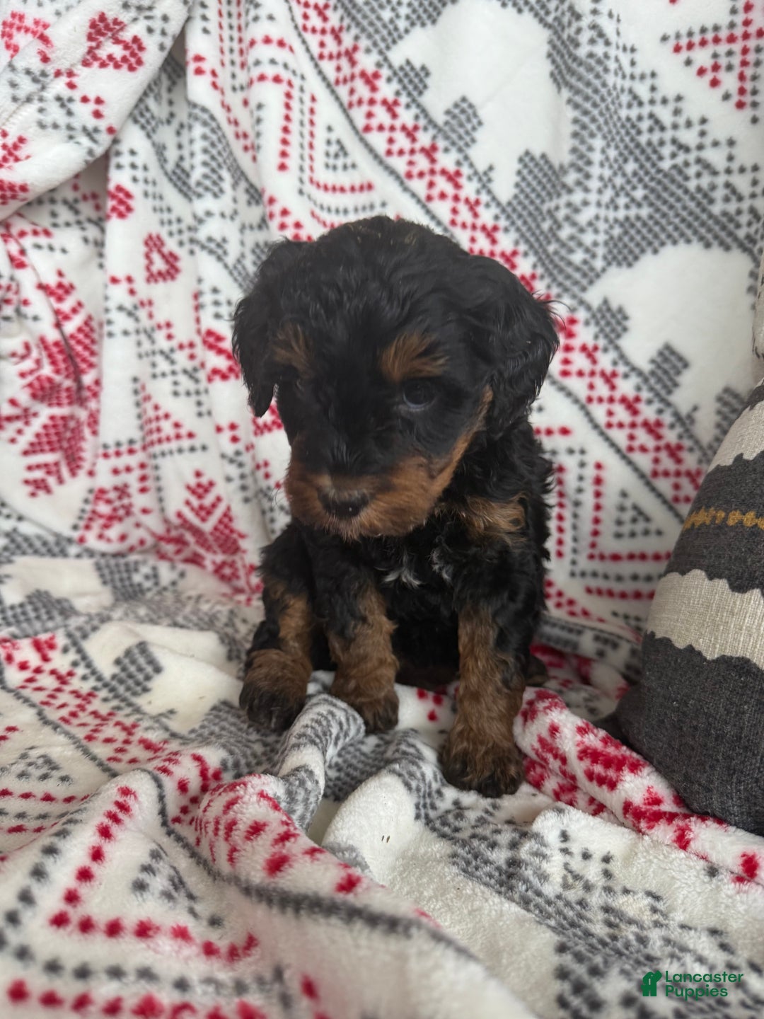 Mini Bernedoodle dogs for sale: Carly - Ad 4