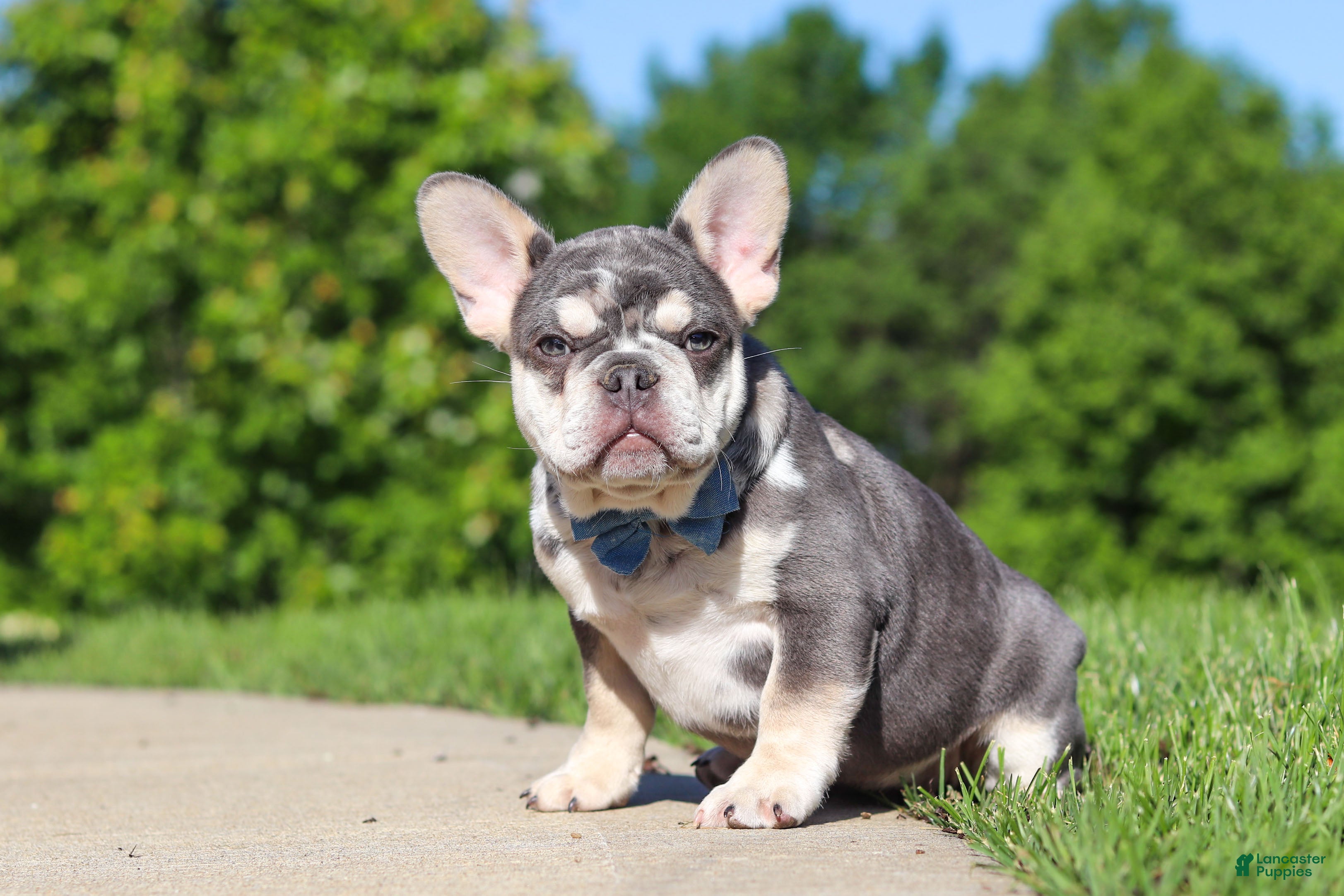 French Bulldog dogs for sale: Koda - Ad 4