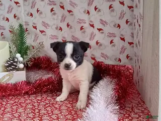 Chihuahua dogs Clyde - Ad 2