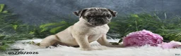 Pug dogs for sale: Gracelyn - Ad 8