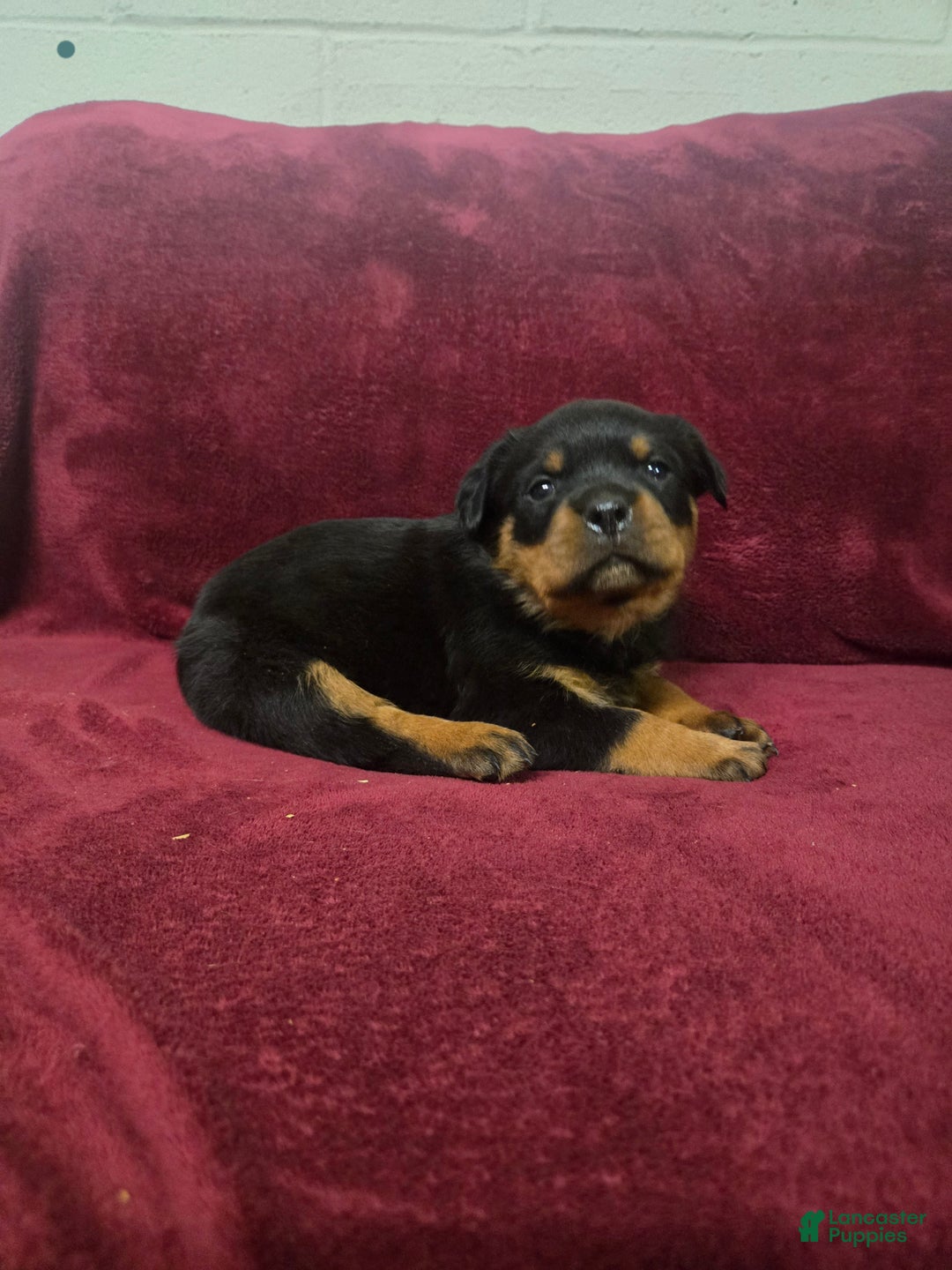 Rottweiler dogs for sale: Ivy **claimed** - Ad 2