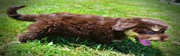 Havapoo dogs for sale: Epic - Ad 10