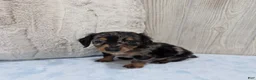 Miniature Dachshund dogs for sale: Prince - Ad 5