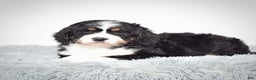 Bernedoodle dogs for sale: Ms. Sapphire - Ad 4