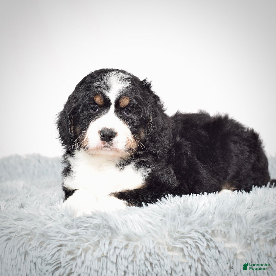 Bernedoodle dogs for sale: Ms. Sapphire - Ad 4