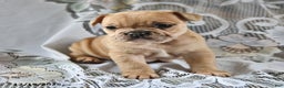 French Bulldog dogs for sale: Cinnamon Roll - Ad 4