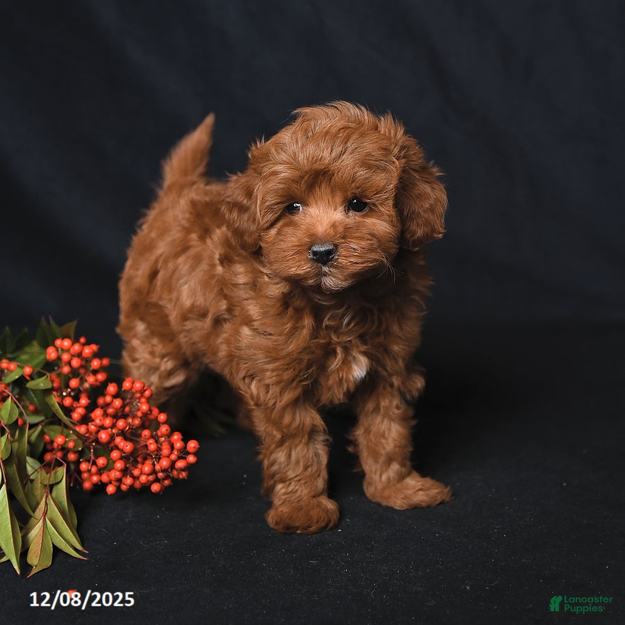 Whoodle dogs Fancy - Ad 17