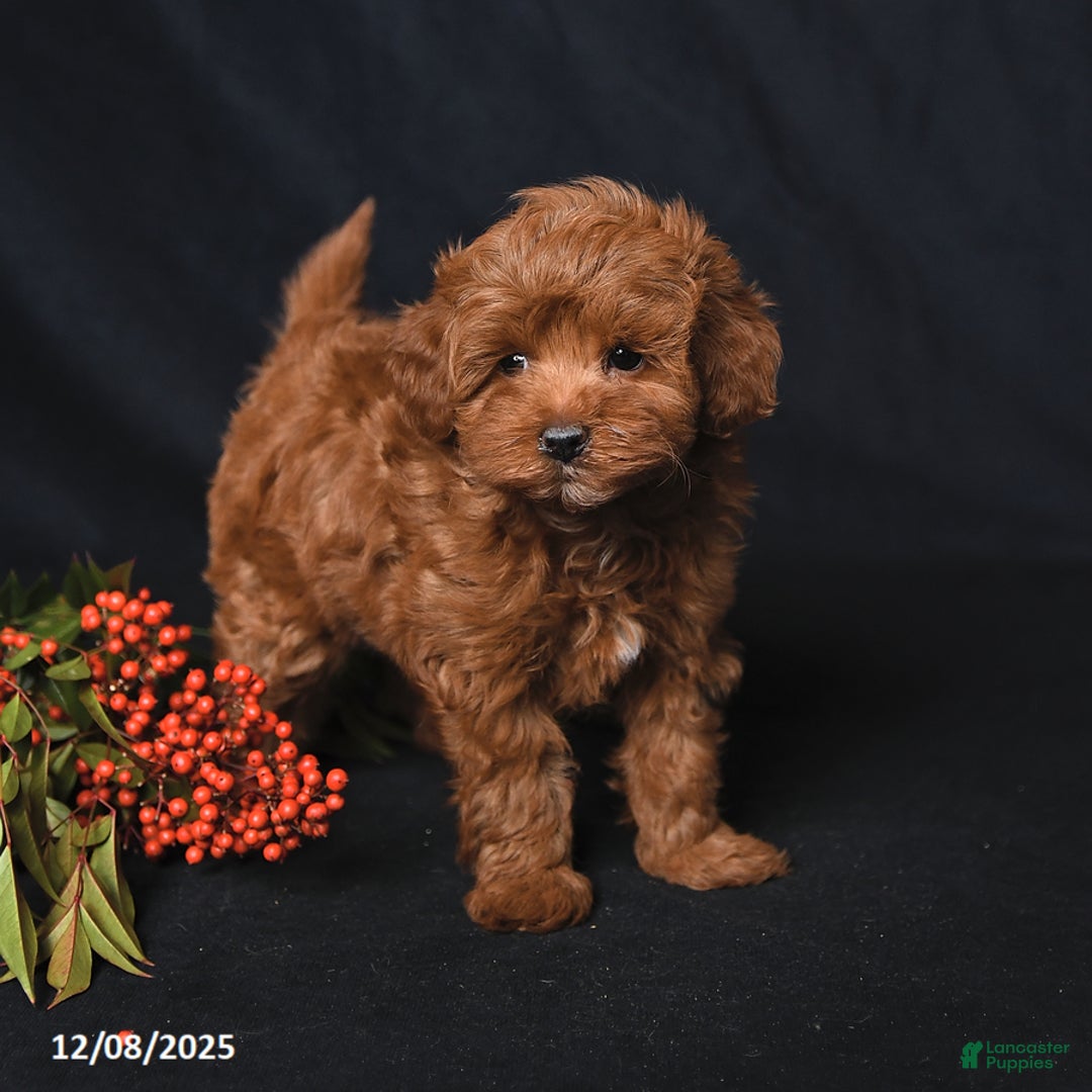 Whoodle dogs for sale: Fancy - Ad 1