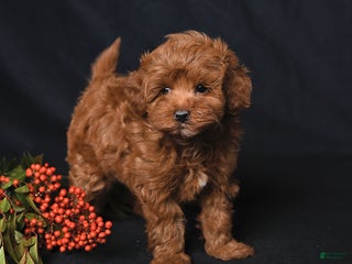 Whoodle dogs Fancy - Ad 10