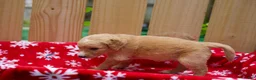Goldendoodle dogs for sale: Steve - Ad 5