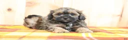 Shihpoo dogs for sale: Samuel - Ad 2