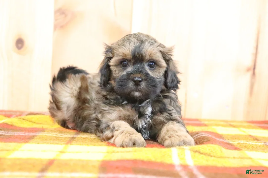 Shihpoo dogs for sale: Samuel - Ad 2