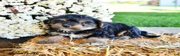 Yorkiepoo dogs for sale: Jasper - Ad 3