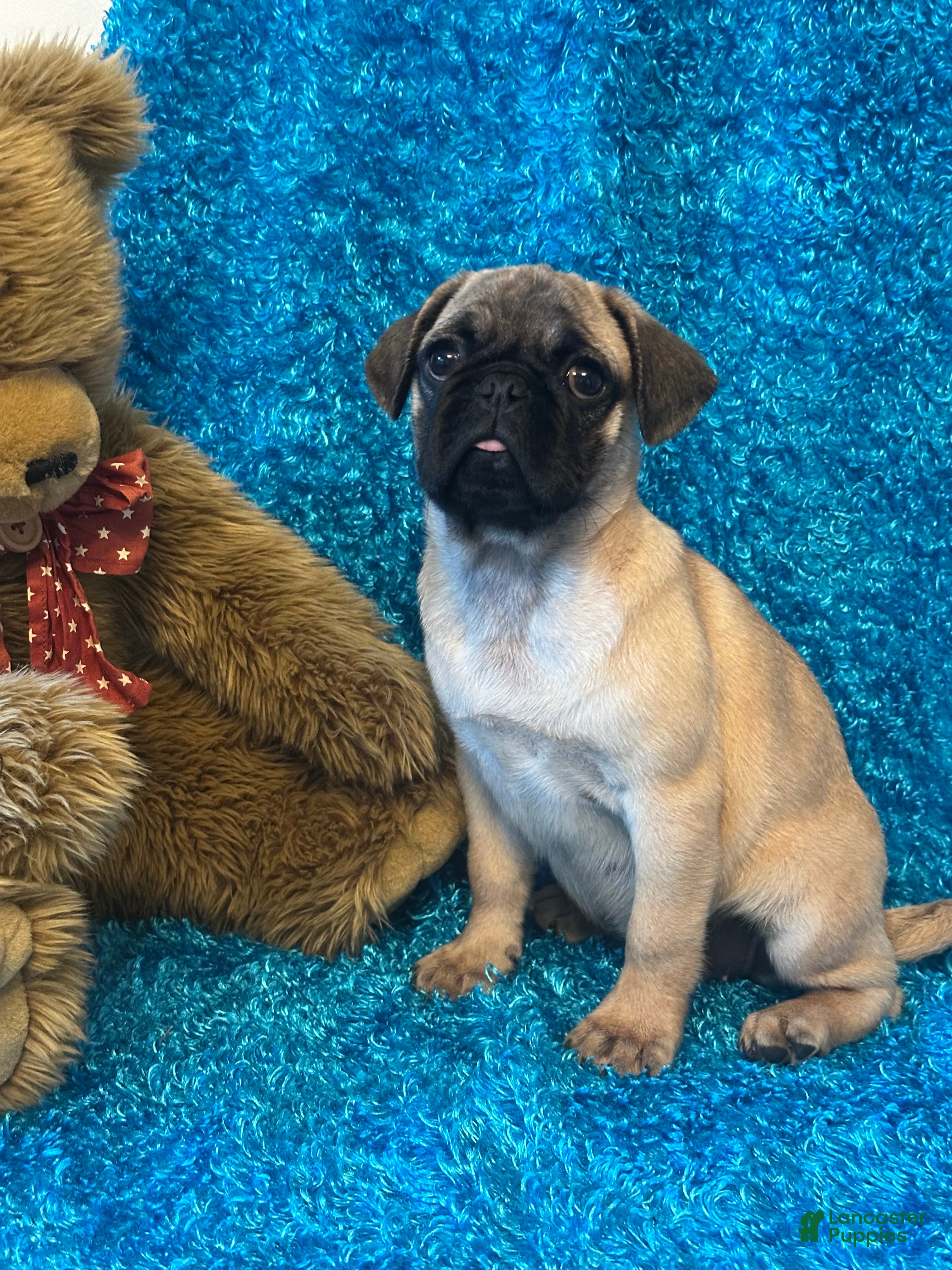 Pug dogs Lila - Ad 2