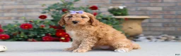 Miniature Labradoodle dogs for sale: Jasmine - Ad 4