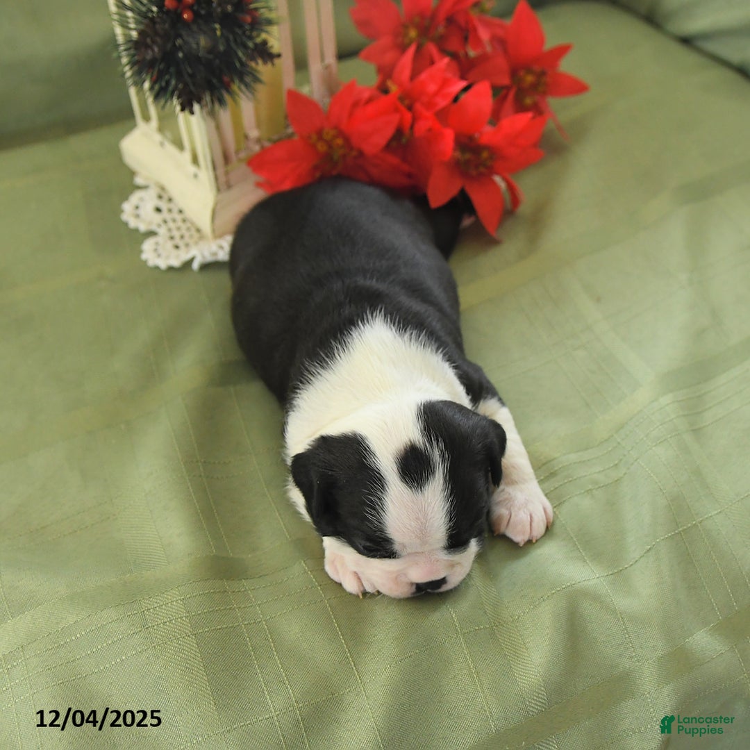 Boston Terrier dogs for sale: Jingles - Ad 4