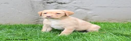 Labrador Retriever dogs for sale: Elora - Ad 3