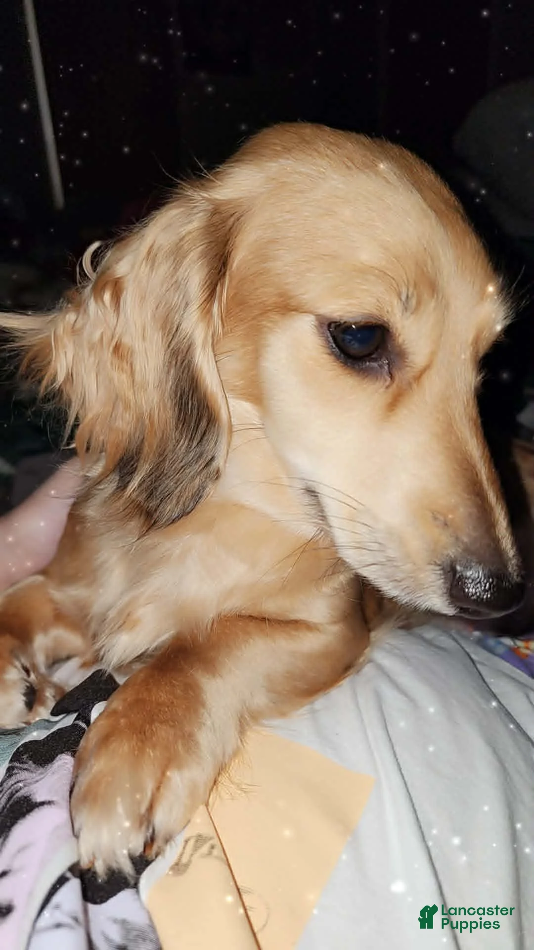 Miniature Dachshund dogs for sale: Mollie - Ad 7