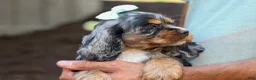 Cocker Spaniel dogs for sale: Letti 🐶💗 - Ad 3