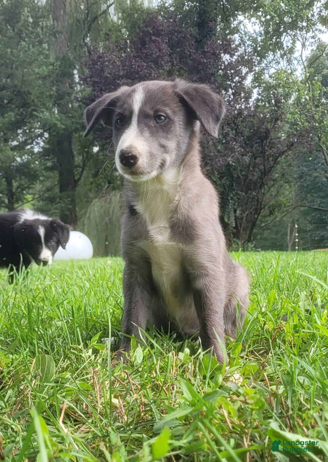 Half Lab Half Border Collie Puppy Shepherd Cross Half Border