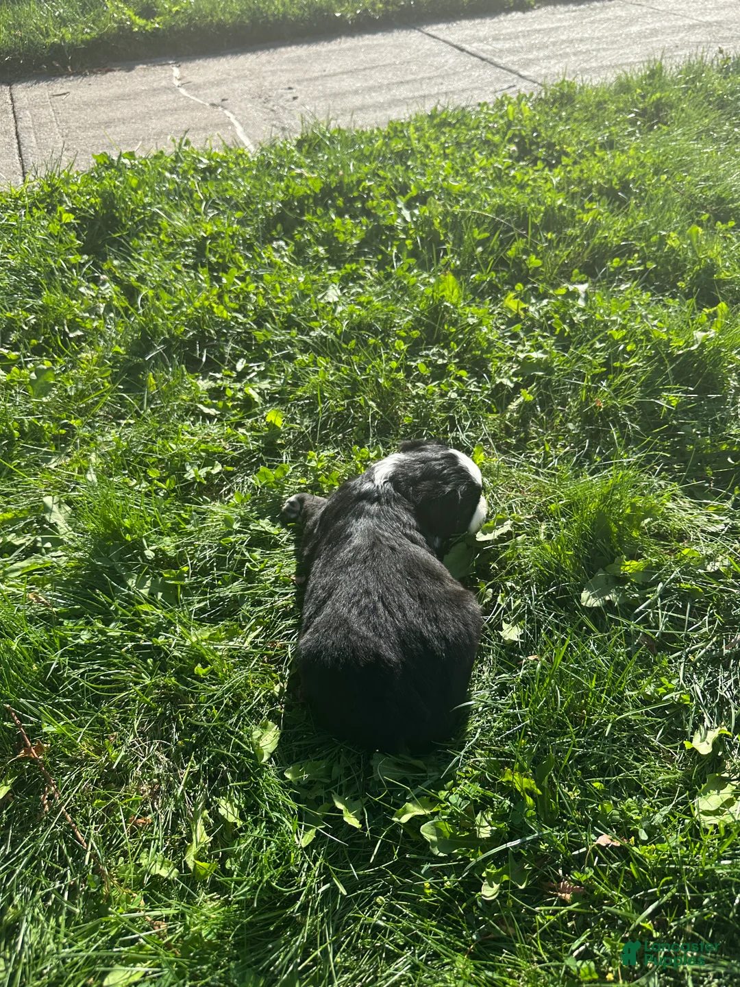 Miniature Australian Shepherd dogs for sale: Tri Girl 1 - Ad 2