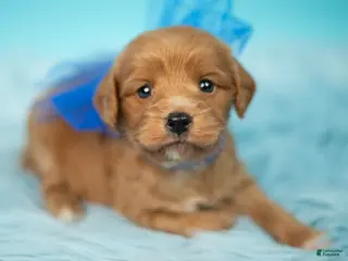 Maltipoo dogs Bear - Ad 17