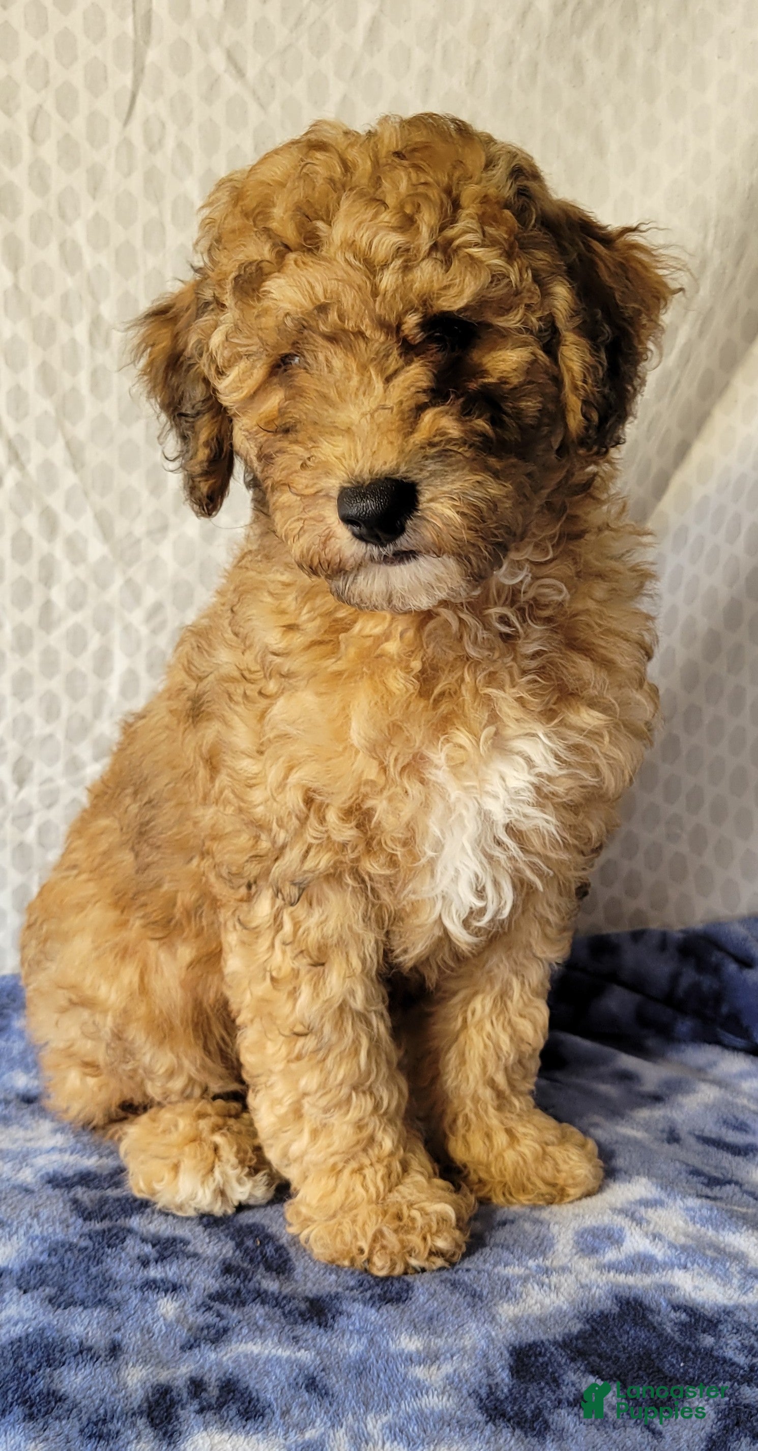 Cockapoo dogs for sale: Diesel  - Ad 2