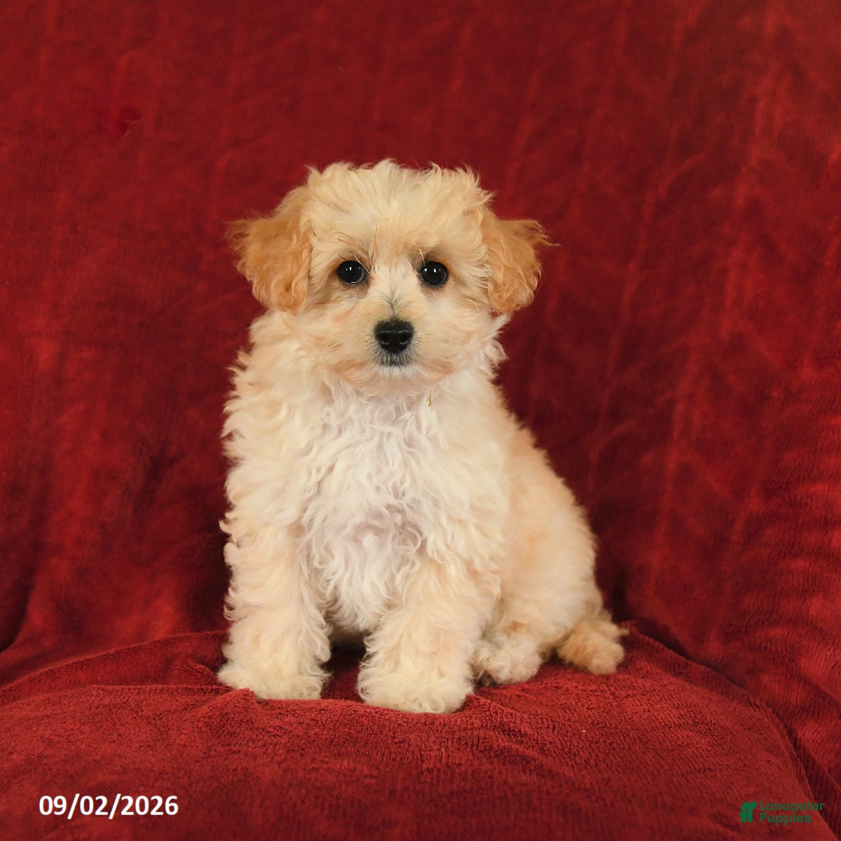 Maltipoo dogs Ned - Ad 1