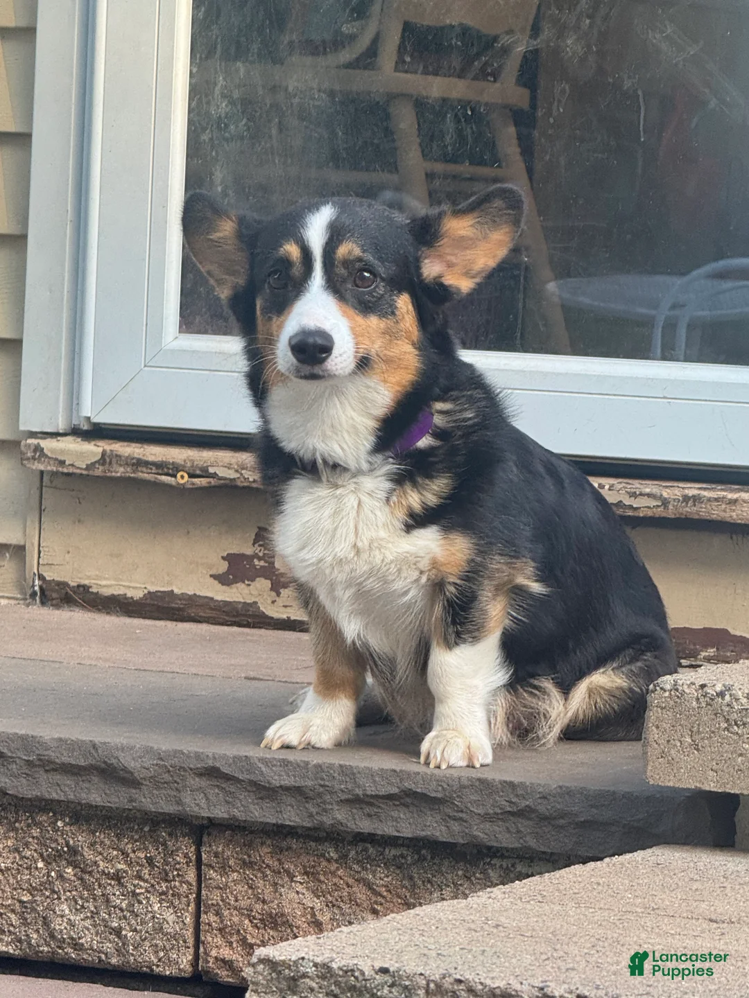 Welsh Corgi Pembroke dogs for sale: Fettucine (Fat Boy) - Ad 12