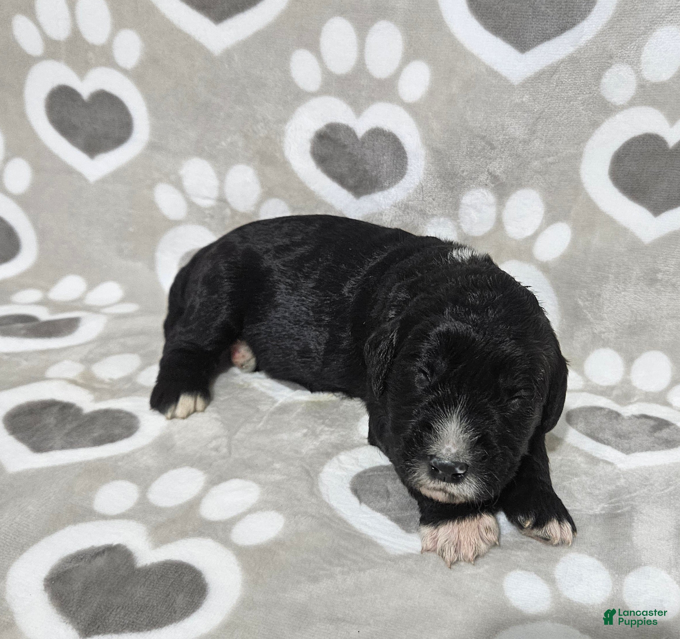 Goldendoodle dogs F1 Dot - Ad 28