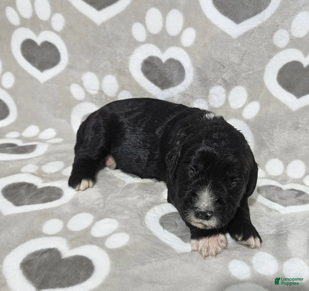 Goldendoodle dogs for sale: F1 Dot - Ad 1