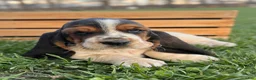 Basset Hound dogs for sale: Adelaide - Ad 8