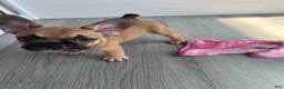 French Bulldog dogs for sale: COCOA - Ad 2