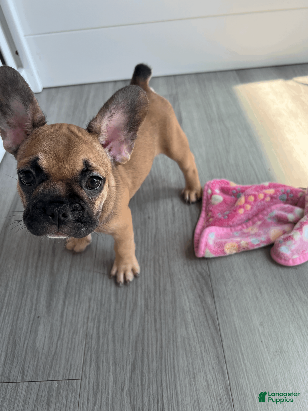 French Bulldog dogs for sale: COCOA - Ad 2