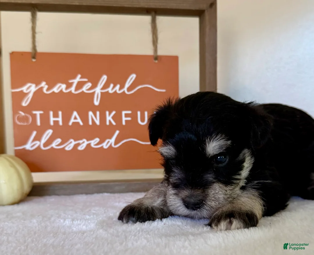 Miniature Schnauzer dogs for sale: Stormy Miniature Schnauzer  - Ad 7