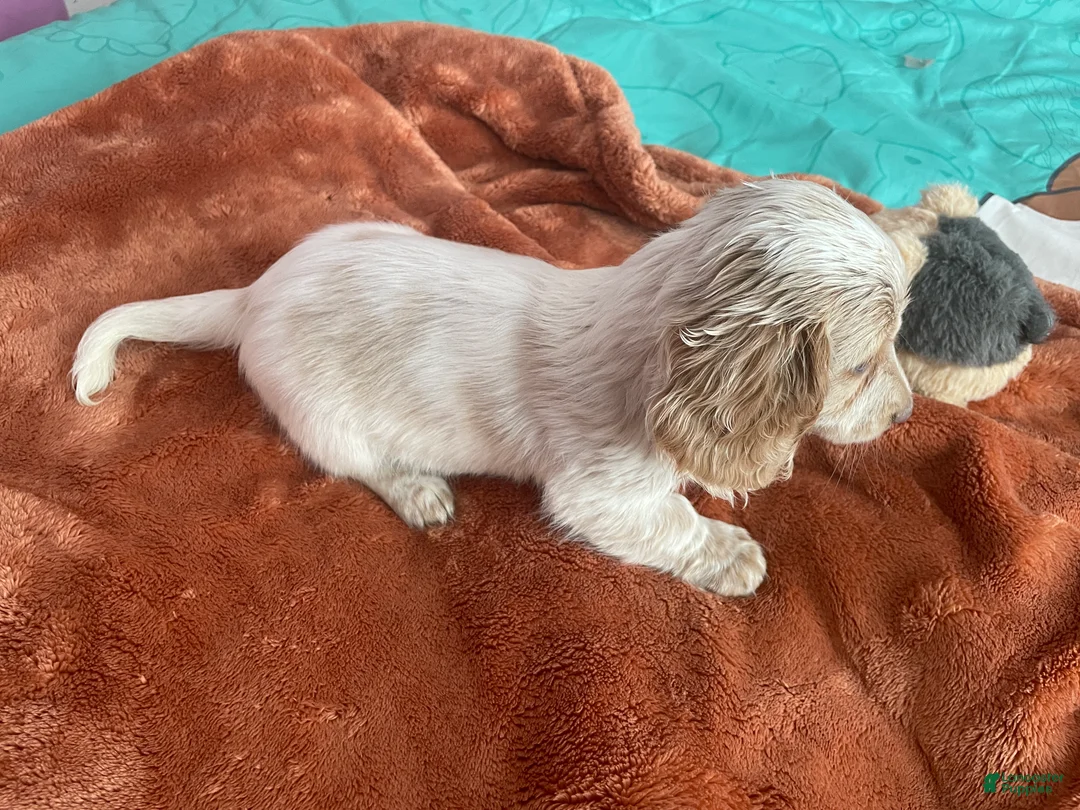 Miniature Dachshund dogs for sale: Chelsea  - Ad 2